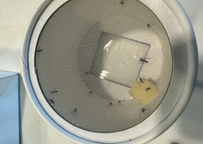 mosquitos in a feeding container